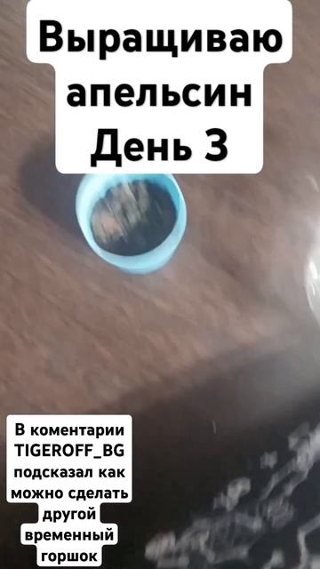 Выращиваю апельсин день 3 #апельсин #пвз #пвз2 #растения смотреть онлайн