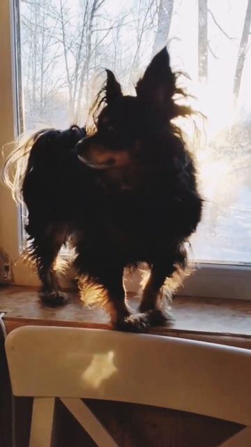 Звездочка на подоконнике #dogs #собаки #shorts смотреть онлайн