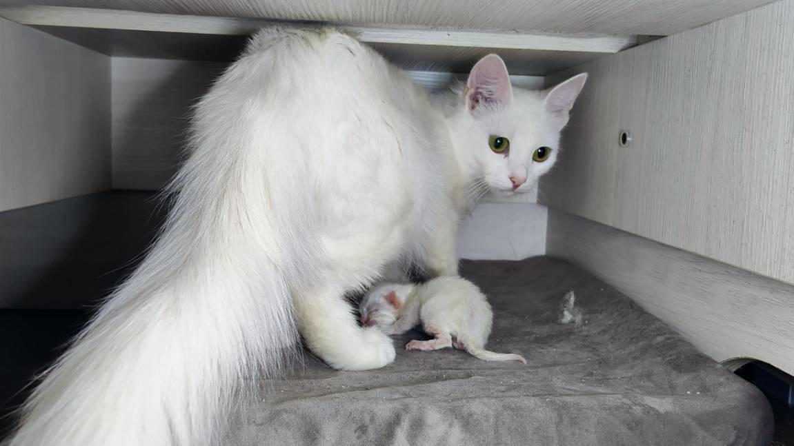 Новорожденный котенок. Четвертый день. Мама-кошка разговаривает с новорожденным котенком. смотреть онлайн