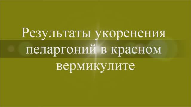 Результаты укоренения пеларгоний в красном вермикулите. Выпуск от 29.12.20