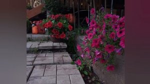 петуния грандифлора суперкаскад ред. Из семян. Обзор с