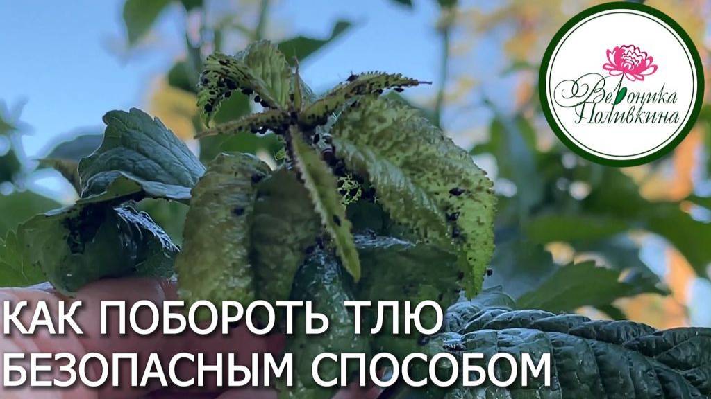 КАК ПОБЕДИТЬ ТЛЮ В САДУ смотреть онлайн