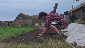 Занимаюсь на огороде, пересаживаю огурцы