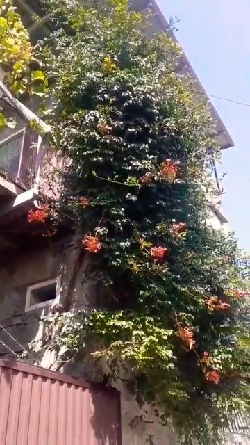 Курортный уголок #отдых #семья #live #курортыроссии #черн смотреть онлайн