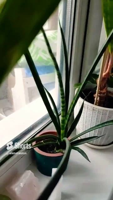 Им будет отлично на подоконнике зимой❄ #plants #plant #расте смотреть онлайн