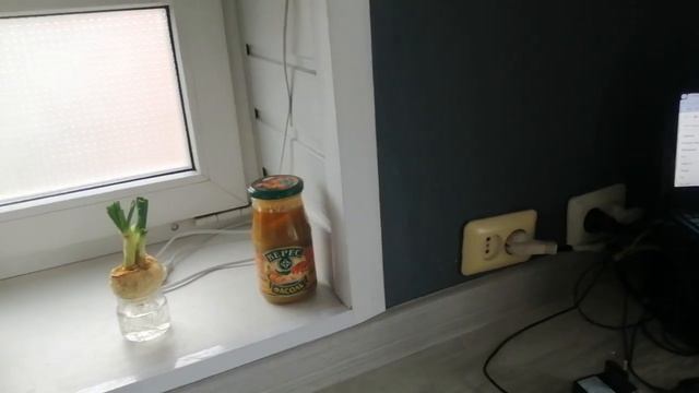 Зелёный лук на подоконнике. Сбер 2202206846043060 смотреть онлайн