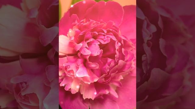 С ДНЁМ ПИОНА! 🌺 Красивое видео для души💖 смотреть онлайн
