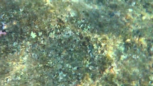 рыба играет с ногами