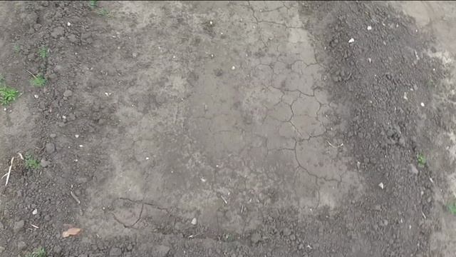 Дыни взошли через неделю