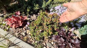 Дачные истории 02.06.2025г