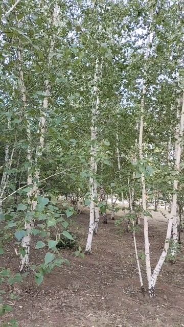 Молодая березовая РОЩИЦА... #жизнь #новое #хорошнастр #б смотреть онлайн