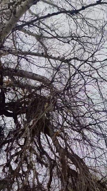 Ведмина метла на березе. Береза с ниспадающими повисл? смотреть онлайн