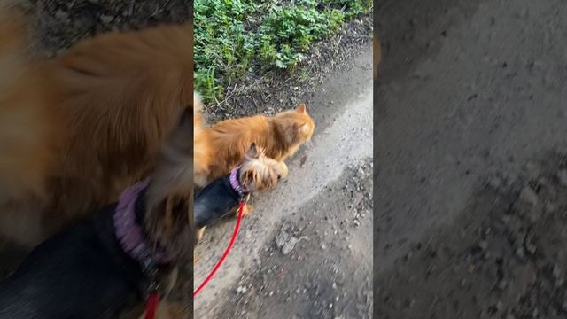 Питомник ВЕО Валентлайф, наша Хозяйка Медной Горы чуть не потерялась, и наш кот Тор ее стережет.