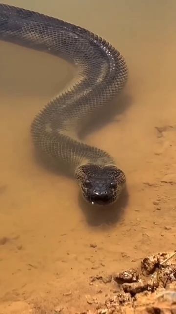 Очень большая анаконда съела человека. Жесть.Как набрать много просмотров