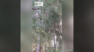 Пансионат «Сосновая роща» Пицунда, Абхазия