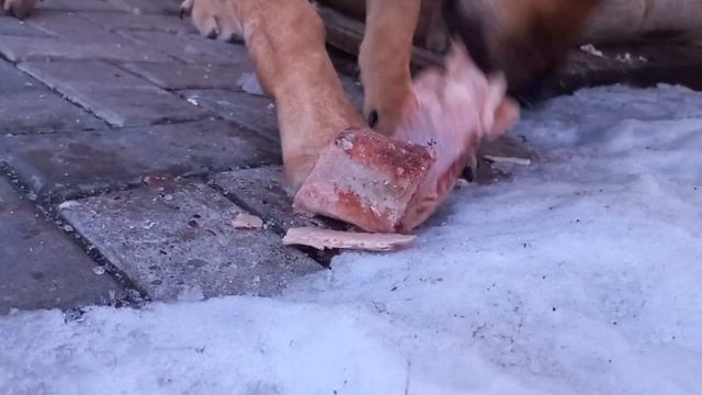 #beruniy#2023  Dog Fighting россияда итлар жанги❗