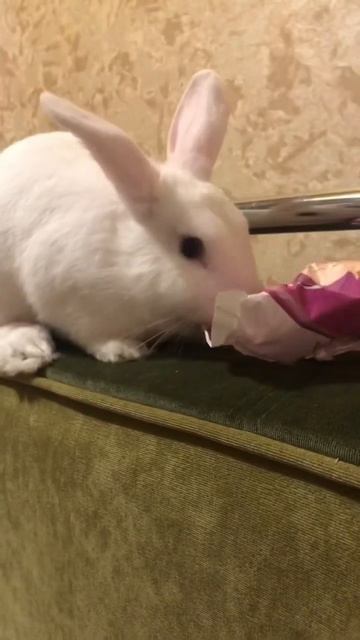 Эта чучка у меня уже сожрал кусок обоев и тетрадку по а смотреть онлайн