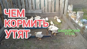 Чем кормить утят и какую подстилку им стелить