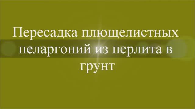 Пересадка плющелистных пеларгоний из перлита в грунт. Выпуск от 04.01.21