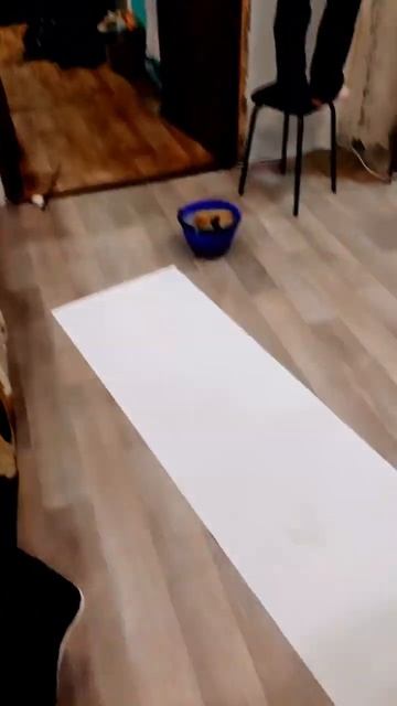 А у вас есть дизайнер такой?😂😂 #кот #шелби #дизайнер #? смотреть онлайн