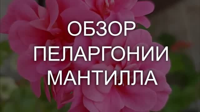 Обзор пеларгонии Мантилла. Выпуск от 08.04.21