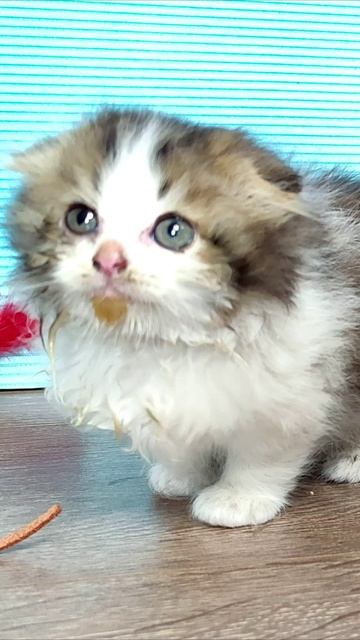 У маленького котенка грязная мордочка после еды. #шорты смотреть онлайн