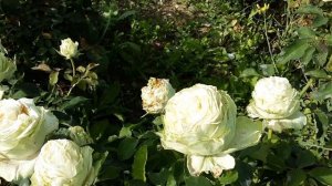 Роза Вакана -японская селекция, Питомник Роз Полины Ко