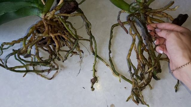 НЕТ Zeoflore! превратилась в песок😱 ГРУППАВАЯ ПЕРЕСАДКА, смотреть онлайн