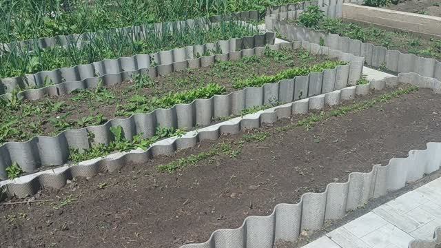 ФРОНТ РАБОТЫ / КАК ВСЕ УСПЕТЬ...СОРНЯКИ МЕНЯ ОПЕРЕЖАЮТ