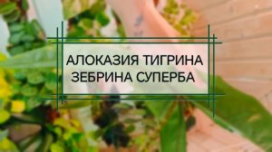 Алоказия тигрина зебрина суперба