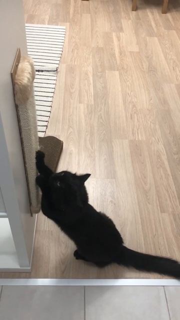 Кошка точит когти /1 смотреть онлайн