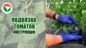 Подвязка томатов. Инструкция