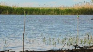 Палки в деле! Лесная река радует рыбой! Рыбалка детства на сазана и карася