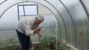 Первый день лета,дождь ,теплица .