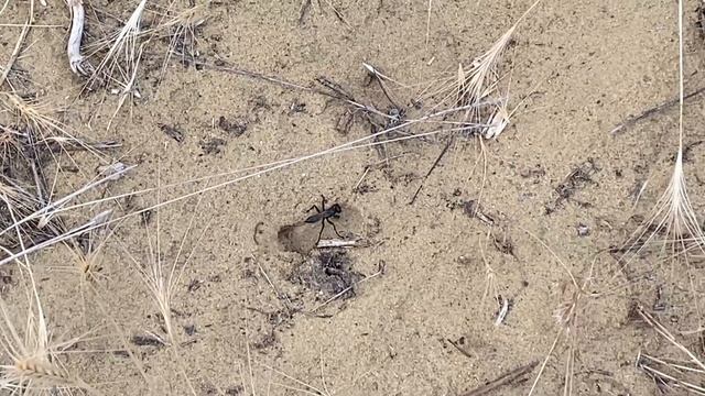 Дикая Россия, Дагестан. Роющая оса смотреть онлайн