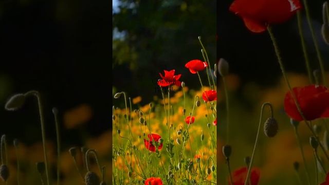 Красивый Стих . смотреть онлайн