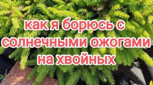 Как я борюсь с солнечными ожогами на хвойных