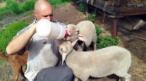 ЛЕТНИЕ ХЛОПОТЫ НА УСАДЬБЕ