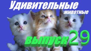 Удивительные животные выпуск 29 #кошки #приколы #смешно