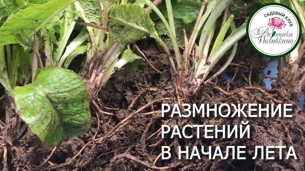 РАЗМНОЖЕНИЕ МНОГОЛЕТНИКОВ В НАЧАЛЕ ЛЕТА смотреть онлайн