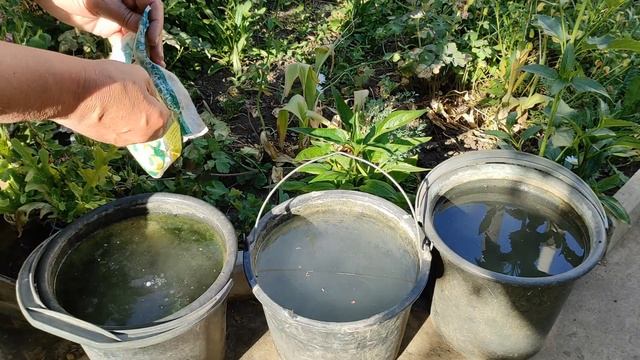 Подкормка томатов, перцев которую пропускать нельзя. смотреть онлайн