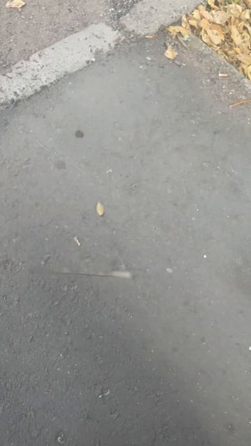 Арматура Подралась С Парнем😱 #shorts #люблюподписчиков # смотреть онлайн