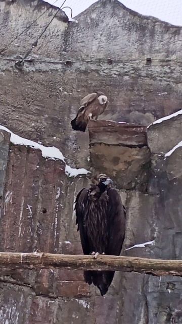 Черный гриф, белоголовый сип смотреть онлайн