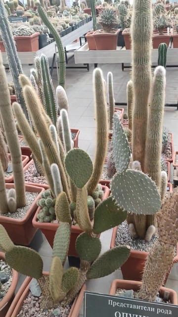 Аптекарский огород. оранжерея. смотреть онлайн