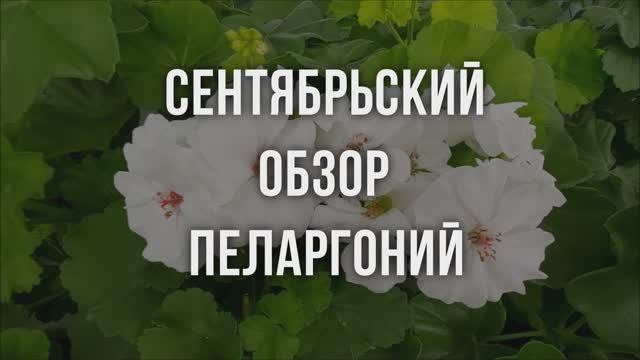 Сентябрьский обзор пеларгоний. Выпуск от 05.09.21
