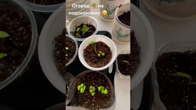 Огород 🪴на подоконнике 😁💚 смотреть онлайн