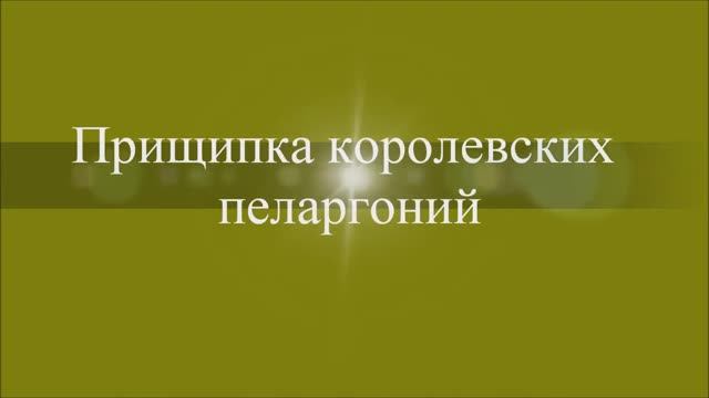 Прищипка королевских пеларгоний. Выпуск от 27.01.21