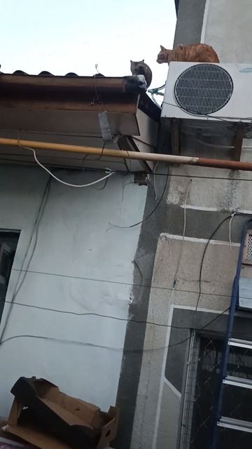 Мастер делает ремонт крыши, а котики тут как тут🐱🐱🐱 смотреть онлайн