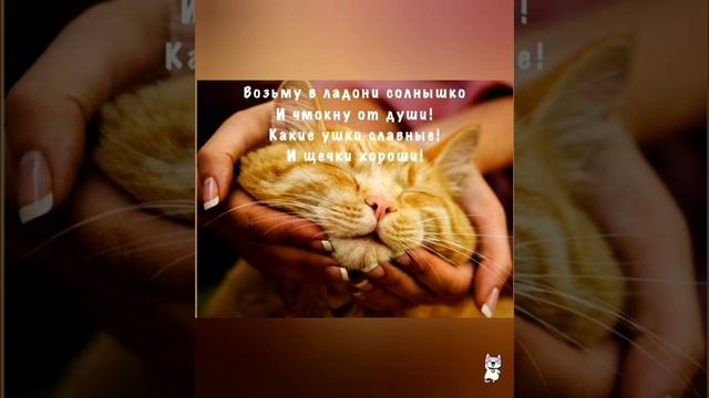 Всегда жди вкусняшек смотри смешные картинки мемы кот смотреть онлайн