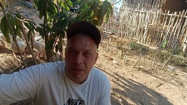 ⚡Опять ковид Что будет с пенсионерами Таиланд смотреть онлайн